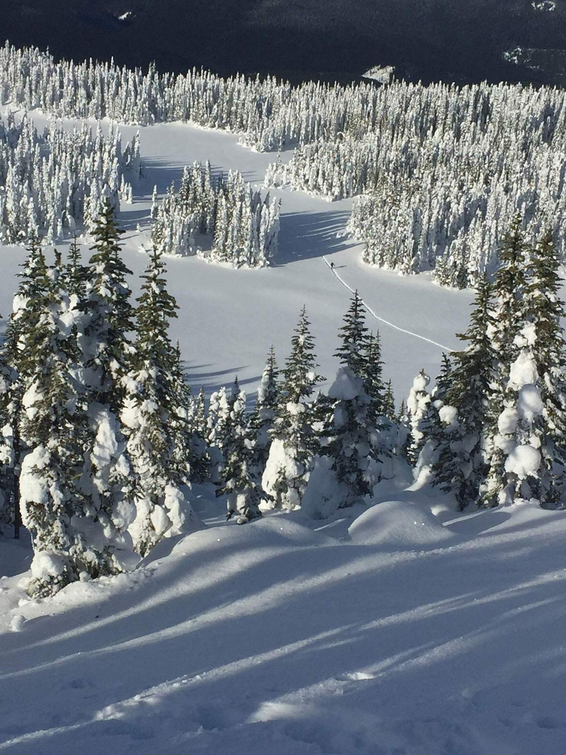 Alpine meadows at top of the Hill Trail