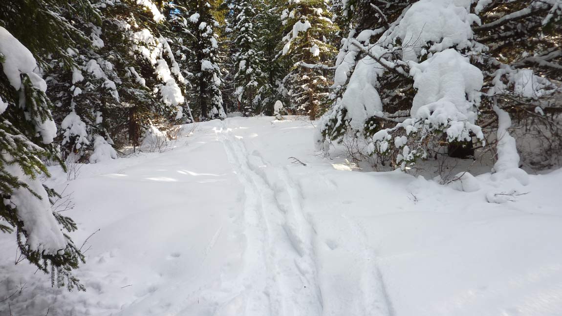 New tracks on the South Trail