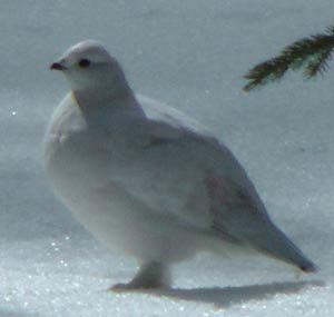 ptarmigan